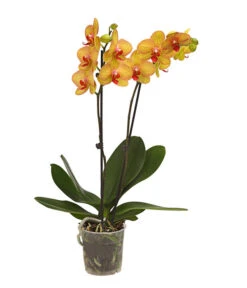 Schmetterlingsorchidee - Phalaenopsis Cultivars, Verschiedene Sorten -Gardena Store 8251530 WE FS 002 SchmetterlingsorchideePhalaenopsis2TrieberT12DehnerExpressHerzig