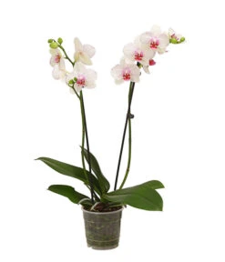 Schmetterlingsorchidee - Phalaenopsis Cultivars, Verschiedene Sorten -Gardena Store 8251530 WE FS 003 SchmetterlingsorchideePhalaenopsis2TrieberT12DehnerExpressHerzig
