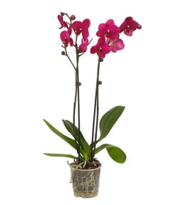Schmetterlingsorchidee - Phalaenopsis Cultivars, Verschiedene Sorten -Gardena Store 8251530 WE FS 004 SchmetterlingsorchideePhalaenopsis2TrieberT12DehnerExpressHerzig