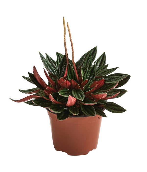 Peperomie - Peperomia Caperata 'Rosso' 1 Peperomie - Peperomia Caperata 'Rosso'