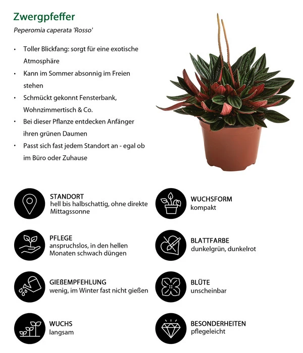 Peperomie - Peperomia Caperata 'Rosso' 2 Peperomie - Peperomia Caperata 'Rosso' – Bild 2