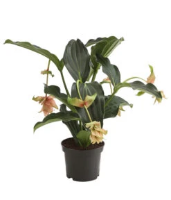 Medinille - Medinilla 'Dolce Vita'