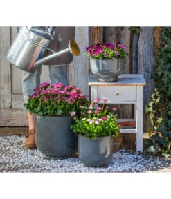 Primel 'Victoriana', Verschiedene Farben -Gardena Store 8261331 8809857 WE MO 001 PrimelVictorianaGaensebluemchenErdbeersahne