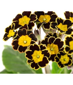 Primel 'Victoriana', Verschiedene Farben -Gardena Store 8261331 WE DE 001 PrimulaVictoriana T10 schwarz