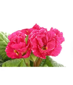 Gefüllte Primel, Verschiedene Sorten -Gardena Store 8261356 PR DE 005 PrimelnPrimulaGefuelltT11DehnerExpressHerzig