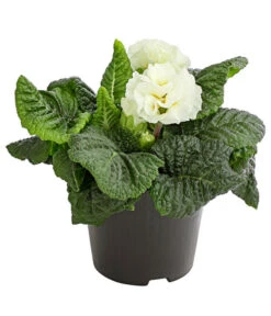 Gefüllte Primel, Verschiedene Sorten -Gardena Store 8261356 PR FS 003 PrimelnPrimulaGefuelltT11DehnerExpressHerzig