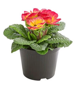 Gefüllte Primel, Verschiedene Sorten -Gardena Store 8261356 PR FS 004 PrimelnPrimulaGefuelltT11DehnerExpressHerzig