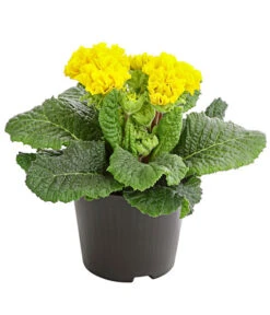 Gefüllte Primel, Verschiedene Sorten -Gardena Store 8261356 PR FS 006 PrimelnPrimulaGefuelltT11DehnerExpressHerzig