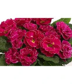 Gefüllte Primel, Verschiedene Sorten -Gardena Store 8261356 WE DE 001 PrimulaGefuelltPrimelT10Herzig