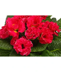 Gefüllte Primel, Verschiedene Sorten -Gardena Store 8261356 WE DE 002 PrimulaGefuelltPrimelT10Herzig