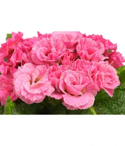 Gefüllte Primel, Verschiedene Sorten -Gardena Store 8261356 WE DE 005 PrimulaGefuelltPrimelT10Herzig