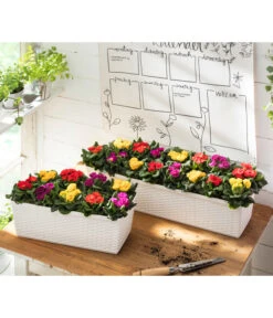 Gefüllte Primel, Verschiedene Sorten -Gardena Store 8261356 WE MO 001 PrimulaVulgarisT10