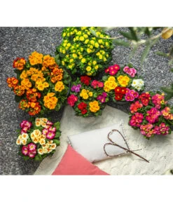 Gefüllte Primel, Verschiedene Sorten -Gardena Store 8261489 WE MO 001 PrimelnPrumulaVulgarisPrimelschaleRotGelbStaengelprimel