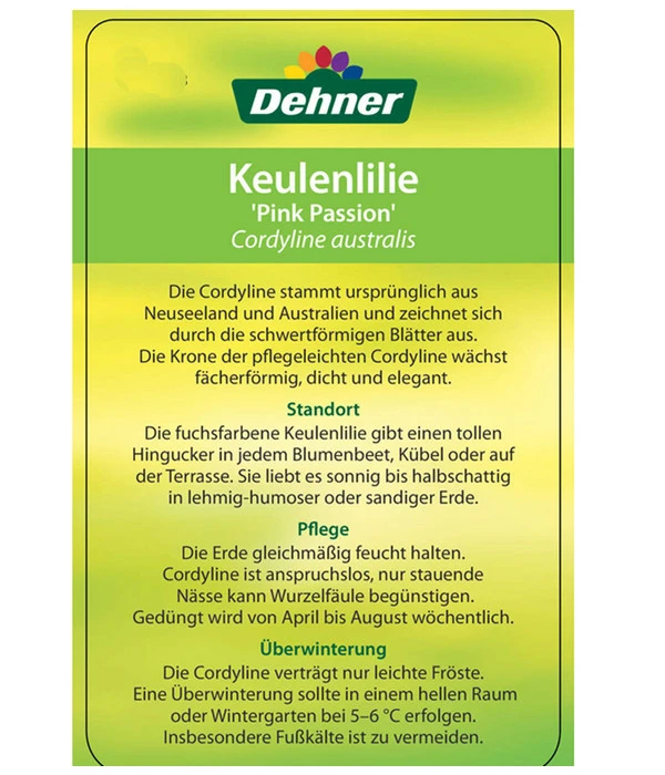 Keulenlilie 'Pink Passion' 5 Keulenlilie 'Pink Passion' – Bild 5