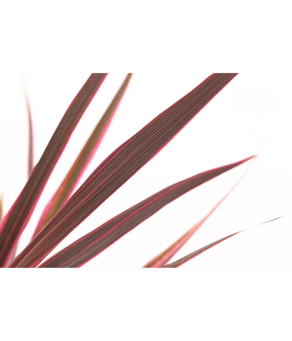 Keulenlilie 'Pink Passion' 2 Keulenlilie 'Pink Passion' – Bild 2