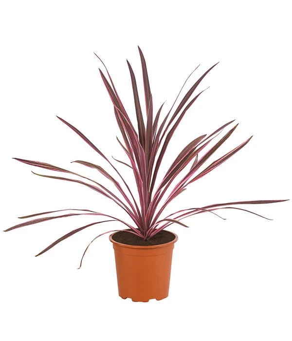 Keulenlilie 'Pink Passion' 1 Keulenlilie 'Pink Passion'