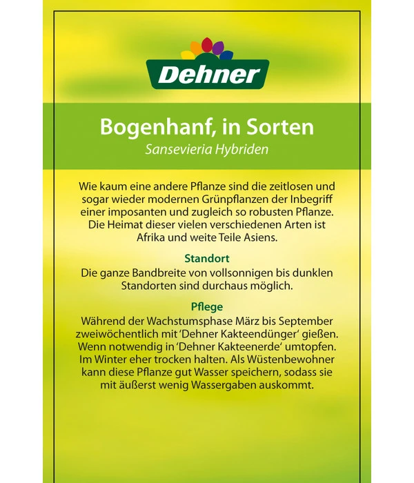 Bogenhanf - Sansevieria Cylindrica 'Mikado' 6 Bogenhanf - Sansevieria Cylindrica 'Mikado' – Bild 6
