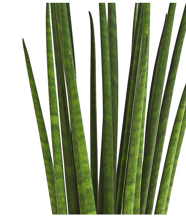 Bogenhanf - Sansevieria Cylindrica 'Mikado' 2 Bogenhanf - Sansevieria Cylindrica 'Mikado' – Bild 2