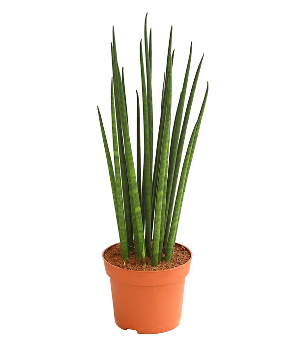 Bogenhanf - Sansevieria Cylindrica 'Mikado' 1 Bogenhanf - Sansevieria Cylindrica 'Mikado'