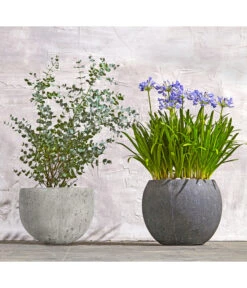 Dehner Polystone-Topf Kapstadt, Rund, Grau -Gardena Store 8278251 WE MO 002 8586141 8587438 AgapanthusTwisterEucalyptusGunniBuschT24LapisLazuliUveSauerBL0218 1