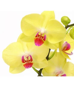 Schmetterlingsorchidee - Phalaenopsis Cultivars 'Crossing' -Gardena Store 8280513 PR DE 002 SchmetterlingsorchideePhalaenopsisCrossing2TrieberT12Herzig