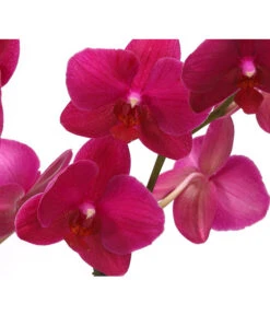 Schmetterlingsorchidee - Phalaenopsis Cultivars, Verschiedene Sorten -Gardena Store 8280513 PR DE 004 SchmetterlingsorchideePhalaenopsisCrossing2TrieberT12Herzig 1