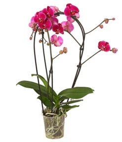 Schmetterlingsorchidee - Phalaenopsis Cultivars 'Crossing'