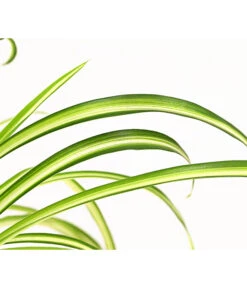 Grünlilie - Chlorophytum Comosum 'Atlantic' -Gardena Store 8298283 WE DE 002 ChlorophytumAtlanticT12