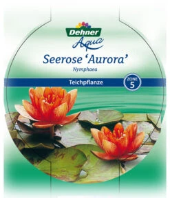 Dehner Seerose 'Aurora' -Gardena Store 8315921 Seerose Aurora Etikett 1 NEU