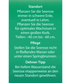 Dehner Seerose 'Aurora' -Gardena Store 8315921 Seerose Aurora Etikett 2