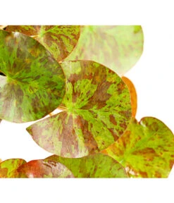 Dehner Seerose 'Aurora' -Gardena Store 8315921 WE DE 001 SeeroseNymphaeaHybrideGelbOrangeT14DehnerExpressHerzig