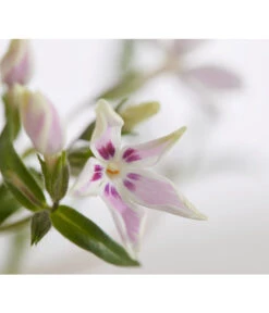 Teppich-Phlox -Gardena Store 8363798 PR DE 001 PhloxDouglasiGestreiftT9DehnerExpressZS