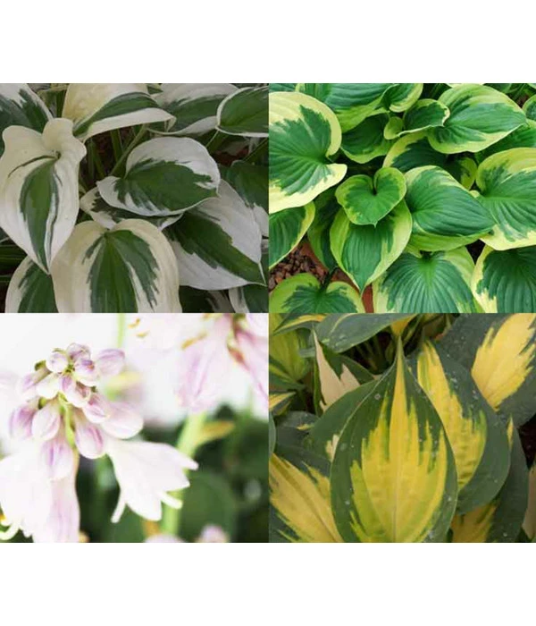 Funkien-Set, 4-teilig 1 Funkien-Set, 4-teilig