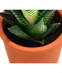 Sukkulenten- & Kakteen-Set In Keramik, Verschiedene Sorten, 15-teilig -Gardena Store 8400665 WE DE 002 SukkulentenKakteenMixmitKeramik