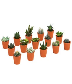 Sukkulenten- & Kakteen-Set In Keramik, Verschiedene Sorten, 15-teilig