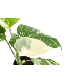 Fensterblatt - Monstera Deliciosa 'Thai Constellation', Panaschiert -Gardena Store 8402034 WE DE 001 MonsteraThaiConstellationT6