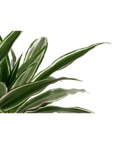 Drachenbaum - Dracaena Deremensis, Hydrokultur -Gardena Store 8416653 WE DE 001 DracaenaDerem 2er