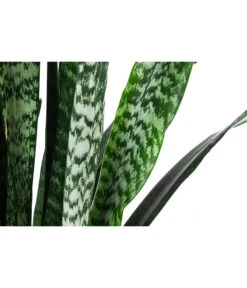 Bogenhanf - Sansevieria Zeylanica, Im Seegras-Korb -Gardena Store 8478737 WE DE 001 SansevieriaZeylanicaT21imKorbIgmar