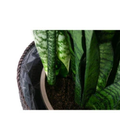 Bogenhanf - Sansevieria Zeylanica, Im Seegras-Korb -Gardena Store 8478737 WE DE 002 SansevieriaZeylanicaT21imKorbIgmar