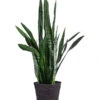 Bogenhanf - Sansevieria Zeylanica, Im Seegras-Korb