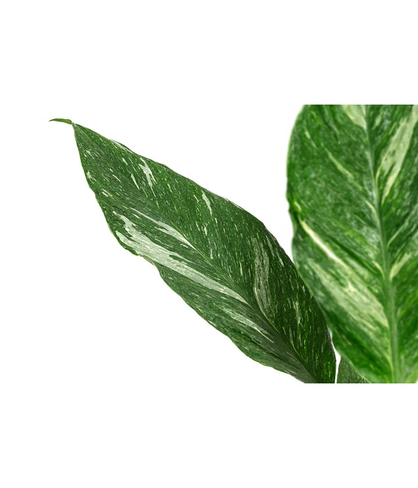 Einblatt - Spathiphyllum 'Diamond' 2 Einblatt - Spathiphyllum 'Diamond' – Bild 2