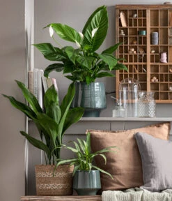 Dehner Keramik-Übertopf Elsa, Bauchig, Türkis -Gardena Store 8504326 WE MO 001 Schusterpalme