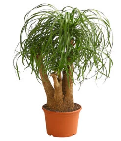 Elefantenfuß - Beaucarnea Recurvata, Verzweigt