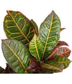 Wunderstrauch - Codiaeum Variegatum 'Petra' 7 Wunderstrauch - Codiaeum Variegatum 'Petra' -Gardena Store 8508749 PR DE 001 CodiaeumVariegatumPetraWunderstrauchBonsaiVerzweigtT21DehnerExpressHerzig