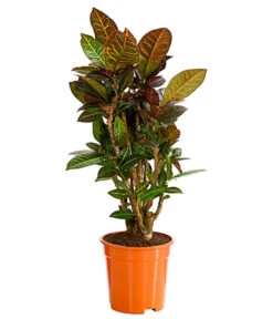 Wunderstrauch - Codiaeum Variegatum 'Petra'