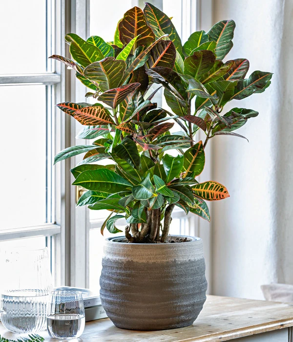 Wunderstrauch - Codiaeum Variegatum 'Petra' 2 Wunderstrauch - Codiaeum Variegatum 'Petra' – Bild 2