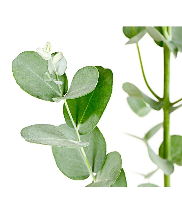 Mostgummi-Eukalyptus 'Azura' 2 Mostgummi-Eukalyptus 'Azura' – Bild 2