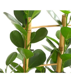 Lorbeer-Feige - Ficus Microcarpa 'Moclame', Spalier -Gardena Store 8515926 WE DE 001 FicusMoclameSpalierT24DehnerExpressHerzig
