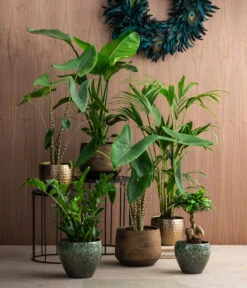 Pfeilblatt - Alocasia Zebrina -Gardena Store 8516916 8622763 8560252 8630253 WE MO 002 HoweaForsterianaAlocasiaStrelitziaZamioculca