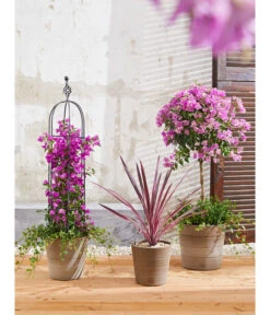 Keulenlilie 'Pink Passion' 7 Keulenlilie 'Pink Passion' -Gardena Store 8583684 PR MO 004 KuebelpflanzenBougainvilleaCordyline 8684482